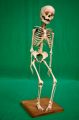 skeleton skull anatomy props hire 