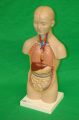 anatomy models teaching film hire props