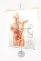 Medical Posters, Charts & Illustrations