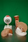 Selection of Anatomy Models