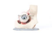 Anatomical model of eye
