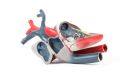 Anatomical model of heart on stand