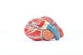 Anatomical model of heart