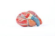 Anatomical model of heart