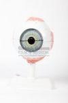 Model of human eye