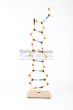 DNA model