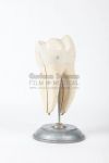 Model of tooth