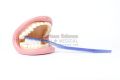 Mouth model with oversize toothbrush