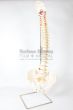 Spinal cord model