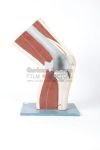 Knee joint model