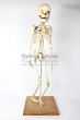 Child Skeleton