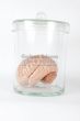 Model of brain in jar