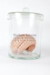 Model of brain in jar