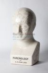 Phrenology model of head
