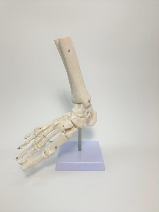 Foot and Ankle Skeletal Model | FILM MEDICAL