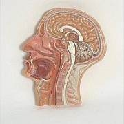 Head and Brain Models