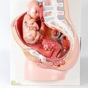 Reproductive System Models