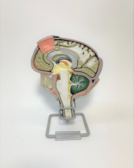 Brain Section Teaching Model