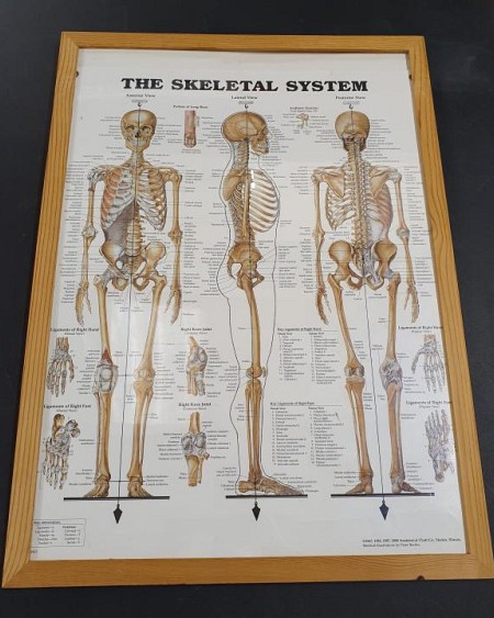 Anatomical Framed Print Skeletal System  