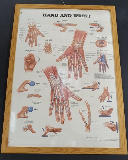 Anatomical Framed Print Hand & Wrist