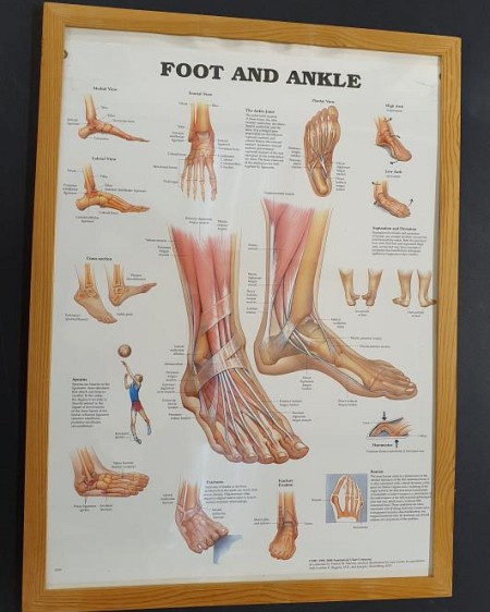 Anatomical Framed Print Foot & Ankle