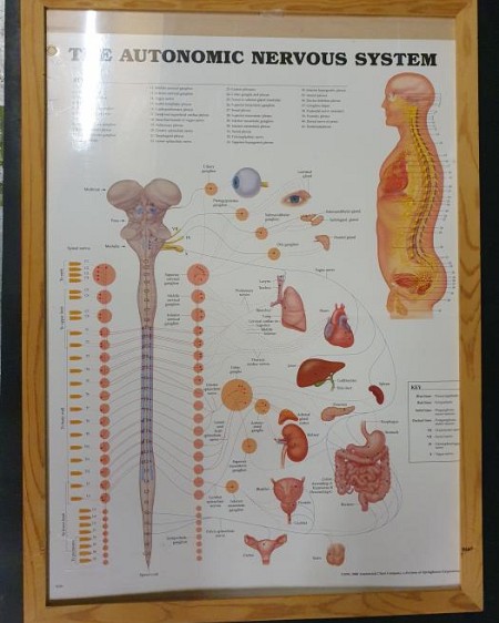Anatomical Framed Print Nervous System