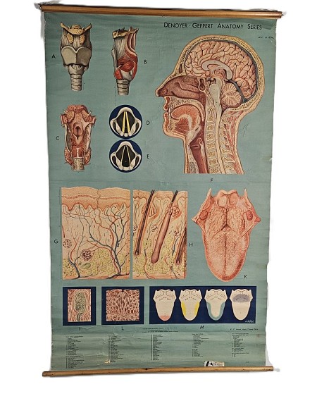 Period Rolled  Head Neck Throat Skin Anatomy Chart / Poster