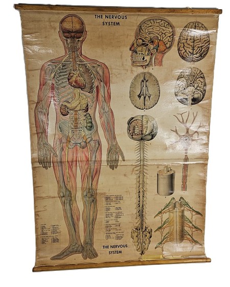 Period Rolled Nervous System Charts / Poster