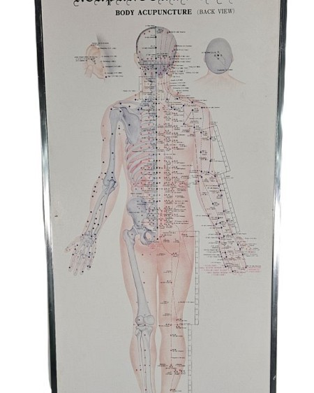 Acupuncture Chart Back View