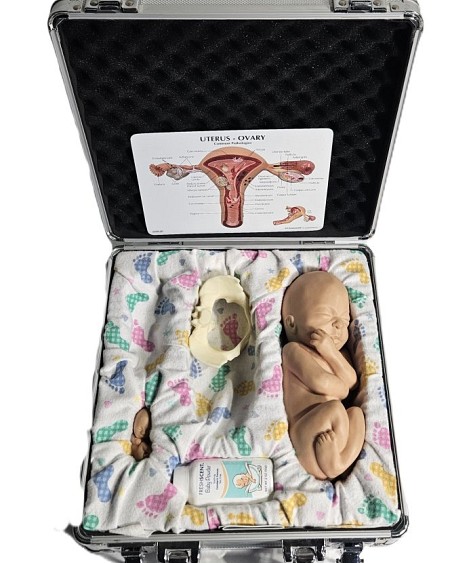 Different  Sizes of Baby Models In A Case