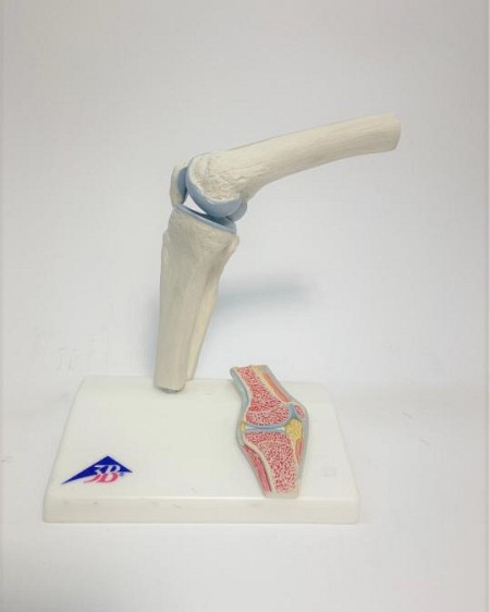 Knee Joint Skeletal Model