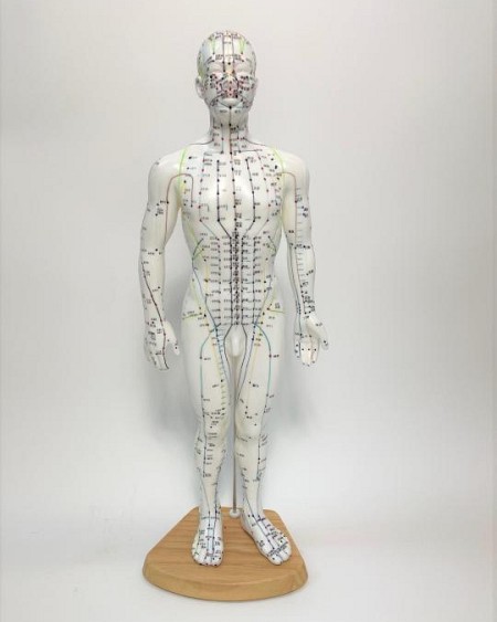 Acupuncture Model Male