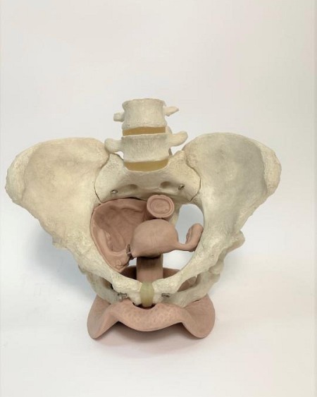 Pelvic Model