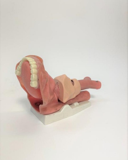 Esophagus Teaching Model