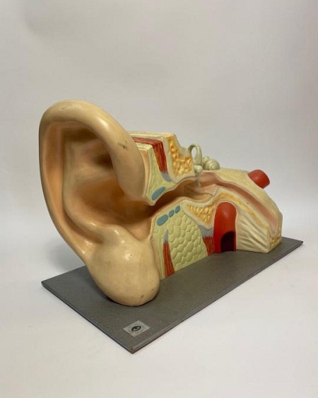 Anatomical model of ear