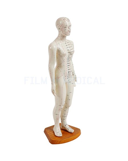 Acupuncture Model Female