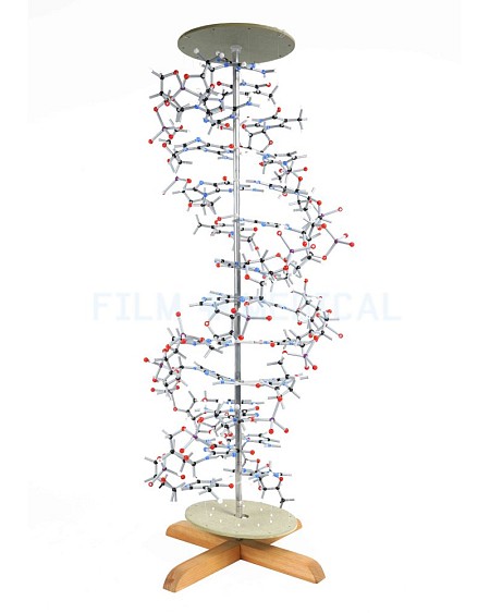 Large DNA Model On Stand