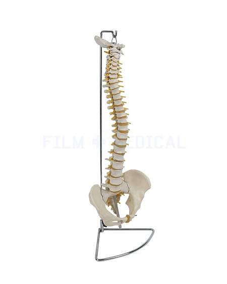 Hanging Spine Model