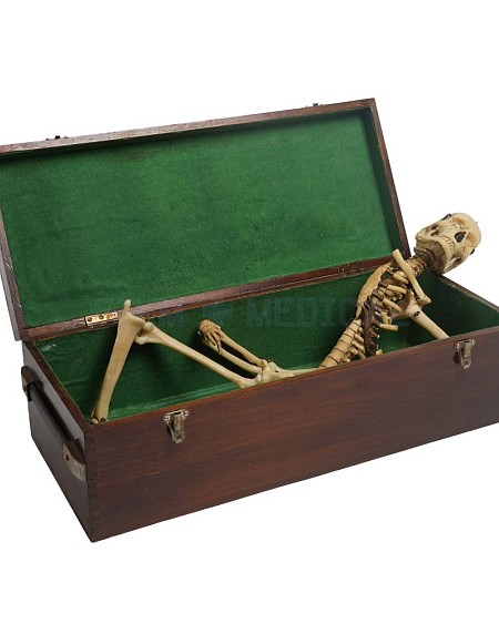 Vintage Box With Skeleton 