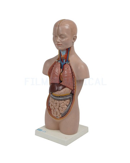 Anatomical Torso Model Small