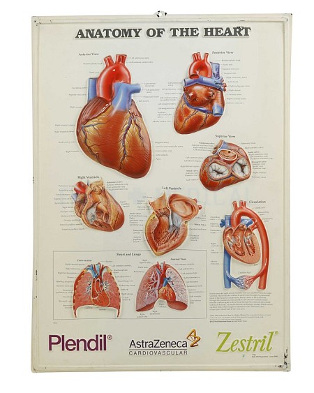 Anatomy Of the Heart Poster 3D