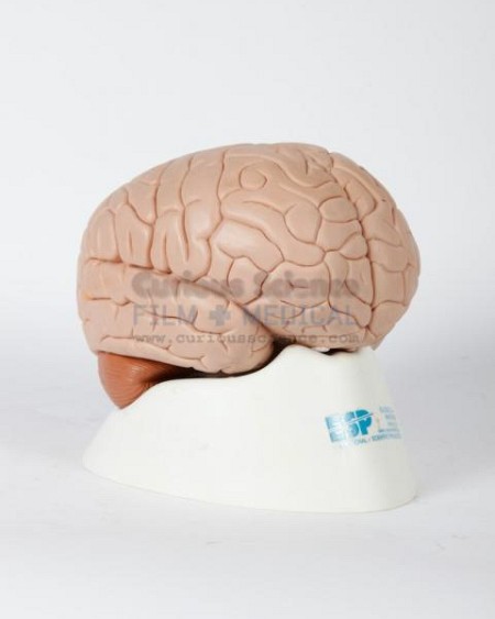 Teaching Brain Model