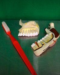 Dental Teaching Models