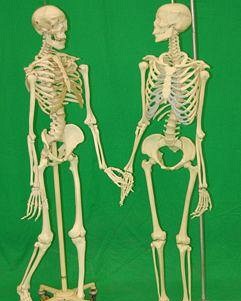 Medical Teaching Skeletons