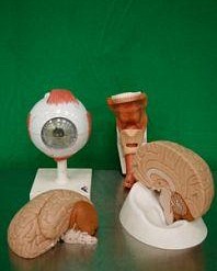Selection of Anatomy Models each