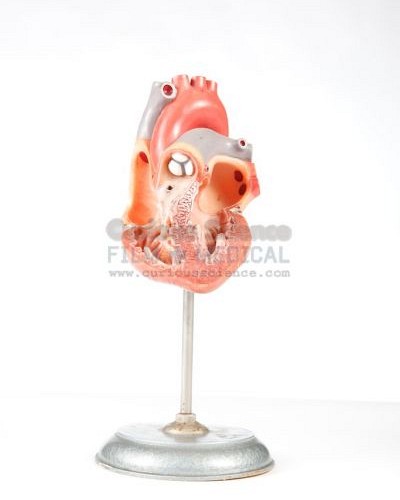 Anatomical model of heart on stand