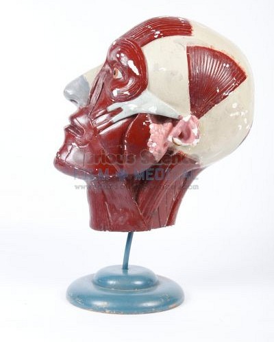 Anatomical model of head on stand