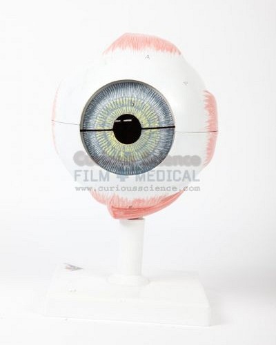 Model of human eye