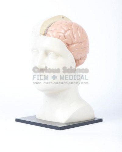 Teaching Model of Brain