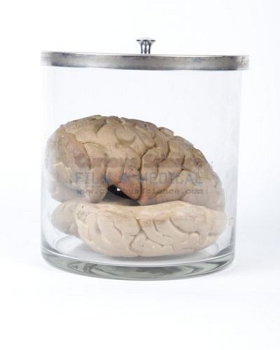 Model of Brain